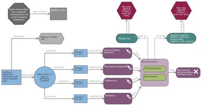 Body composition and metabolic consequences of antibiotics most frequently administered to newborns in intensive care units: an experimental study in healthy newborn rats